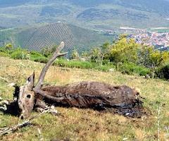 Mueren de sarna 560 ciervos en La Rioja en los últimos cinco años